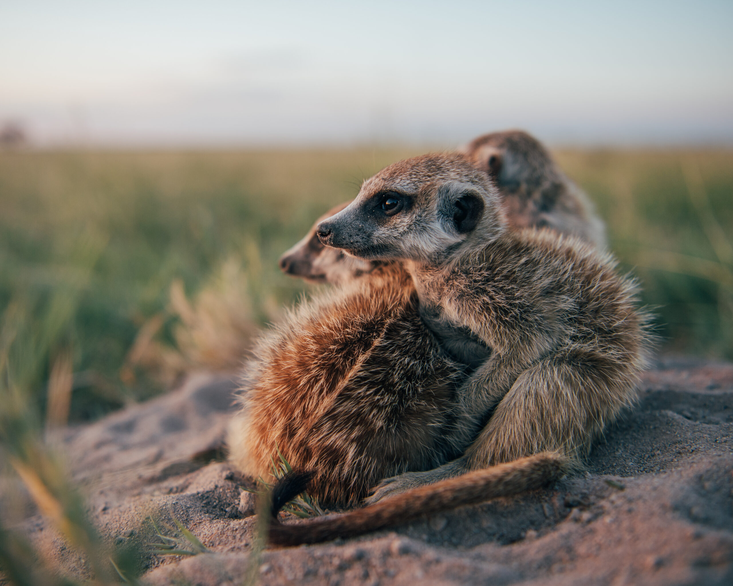 09 Meerkat experience