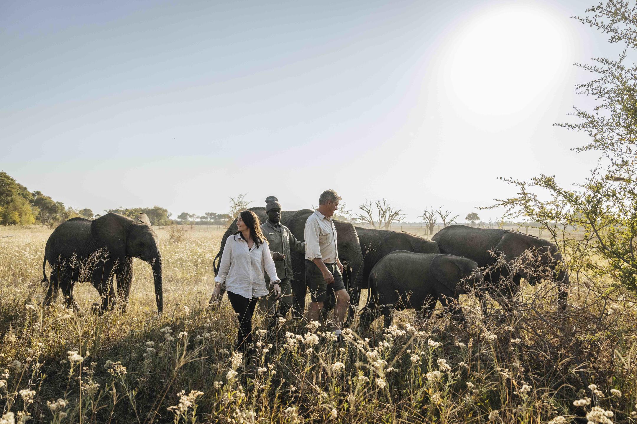 Walking With the Elephants of Elephant Havens (1)